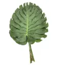 Lá trầu bà nhỏ (Bó 5 cành -20cm)