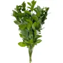 Lá chanh lớn (bó 10 cành) (50-55cm)