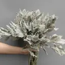 Lá tùng mốc