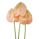 Hồng môn Hồng nhạt trung - B (bó 10 bông) (55-60cm) 
