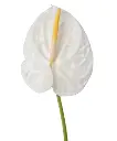 Hồng môn Trắng trung - B (bó 10 bông) (55-60cm)