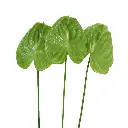 Hồng môn Xanh lá nhỏ - C (bó 10 bông) (40-45cm)
