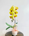Chậu Lan Hồ Điệp Vàng- LV001