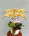Chậu Lan Hồ Điệp Vàng- LV005