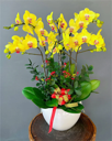 Chậu Lan Hồ Điệp Vàng- LV006
