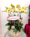 Chậu Lan Hồ Điệp Vàng- LV007