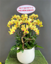 Chậu Lan Hồ Điệp Vàng- LV013