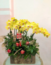 Chậu Lan Hồ Điệp Vàng- LV014