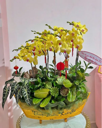 Chậu Lan Hồ Điệp Vàng- LV016