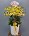 Chậu Lan Hồ Điệp Vàng- LV018