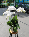 Chậu Lan Hồ Điệp Trắng - LT007