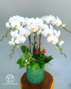 Chậu Lan Hồ Điệp Trắng - LT009