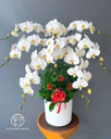 Chậu Lan Hồ Điệp Trắng - LT014