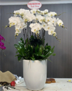 Chậu Lan Hồ Điệp Trắng - LT019