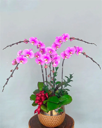Chậu Lan Hồ Điệp Tím - LTH006