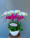 Chậu Lan Hồ Điệp Tím - LTH019