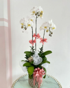 Chậu Lan Hồ Điệp 3 Cành - L3C002