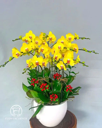Chậu Lan Hồ Điệp 6-10 Cành -    L10C010