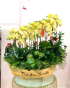 Chậu Lan Hồ Điệp 6-10 Cành -    L10C026
