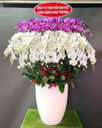 Chậu Lan Hồ Điệp 6-10 Cành -    L10C029