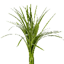 Cỏ nến (1 cành)