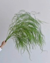 Lá măng tây (bó 0.5kg)
