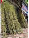 Salix (bó 10 cành)