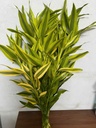 Cây phát tài lá viền vàng (bó 10 cây) (40-60cm)