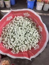 Hoa baby Trắng (tươi) - Bó 1kg