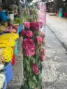 Cát tường- Hồng viền đậm (Bó 0,5kg)